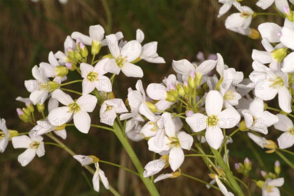 Flowers of the cuckoo flower (Cardamine pratensis), medicinal plant, contains mustard oil