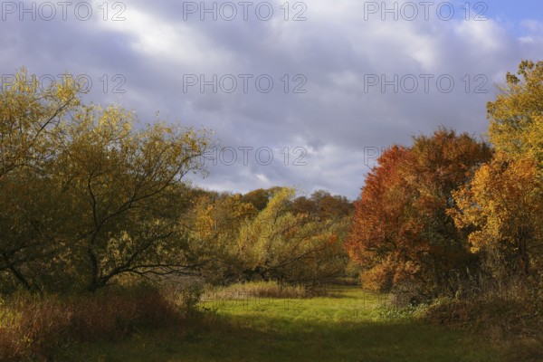 Autumn atmosphere at a silted-up oxbow lake, Middle Elbe Biosphere Reserve, Saxony-Anhalt, Germany,