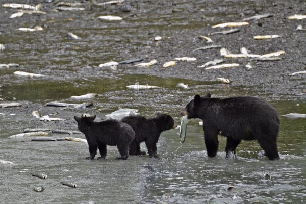 American Black Bear (Ursus americanus) with two cubs standing in the water holding captured salmon