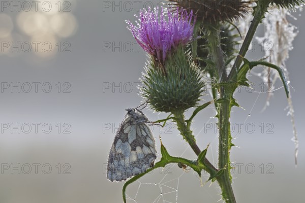 Marbled white (Melanargia galathea) in cold torpor on a thistle, Middle Elbe Biosphere Reserve,