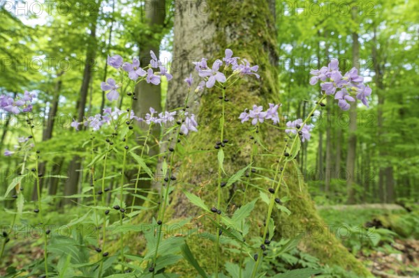 Large-flowered bittercress (Cardamine bulbifera), flowering, Hainich National Park, Thuringia,