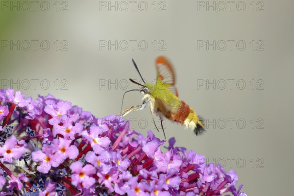 Bumblebee hawk moth (Hemaris fuciformes), in flight the bumblebee hawk moth sucks nectar on summer