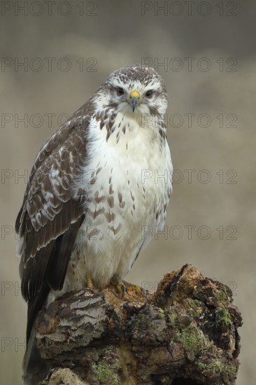 Common steppe buzzard (buteo buteo), light variant, light morph, sitting on a tree root, front view