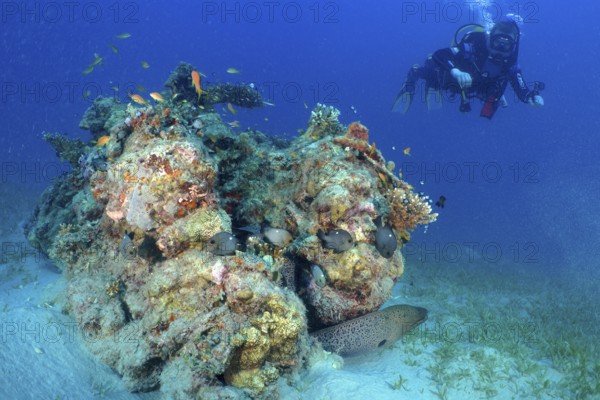 Diver looking at coral block with giant moray (Gymnothorax javanicus), dive site House Reef,