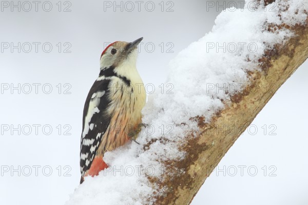 Middle spotted woodpecker (Dendrocopus medius), sitting on a branch covered with snow, wildlife,