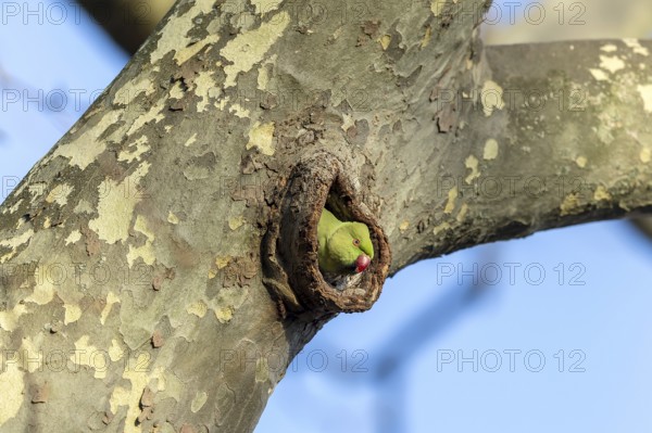 Rose-ringed parakeet (Psittacula krameri) looking out of its breeding den, wildlife, Germany,