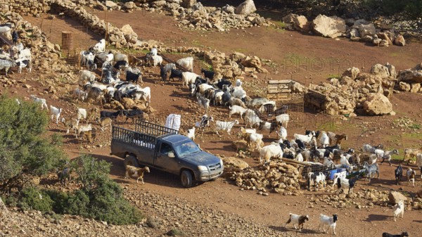 Car, pickup truck with railings, goat (caprae) enclosure, Feslen, Rodopou peninsula, West Crete,