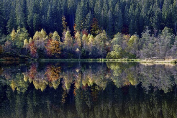 Trees reflected in the Sankenbachsee, Karsee, autumn, near Baiersbronn, Freudenstadt district,