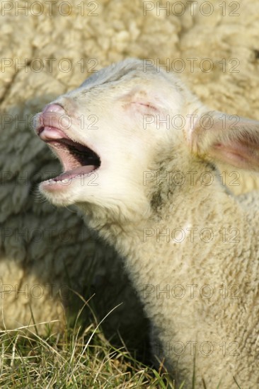 Merino sheep, sheep, sheep