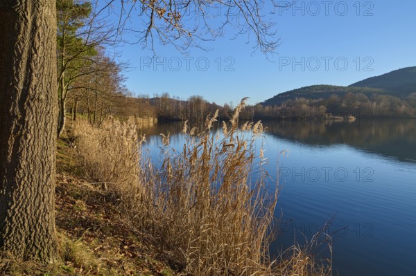 Tree on lake in the morning, Freudenberg am Main, Untermain, Spessart, Odenwald, Franconia,
