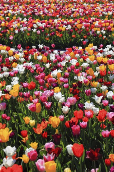 Many colourful tulips in one area