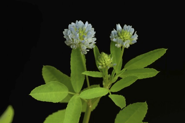 Flower of blue fenugreek, blue fenugreek, Trigonella caerulea, Meliotus coerulea, spice and