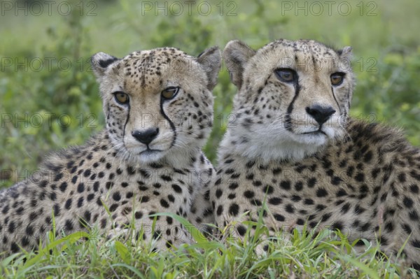 Two young Southeast African cheetahs (Acinonyx jubatus jubatus) laying in grass, Kwazulu Natal