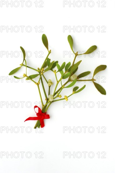 Mistletoe (Viscum album) with berries, red ribbon
