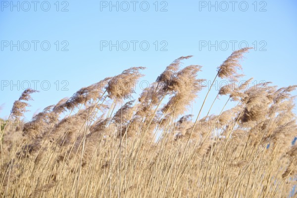 Common reed (Phragmites australis) seeds, detail, Upper Palatinate, Bavaria, Germany, Europe