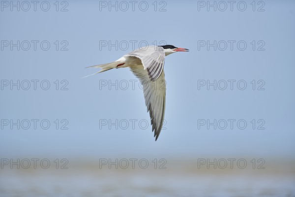 Elegant tern (Thalasseus elegans) flying in the sky above the sea, hunting, ebro delta, Catalonia,