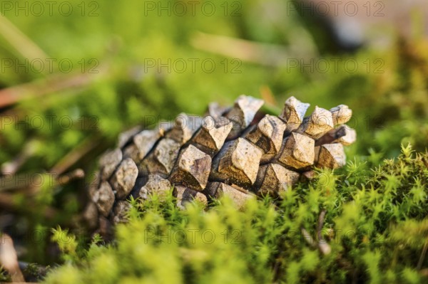 Scots pine (Pinus sylvestris) cone, detail, Upper Palatinate, Bavaria, Germany, Europe
