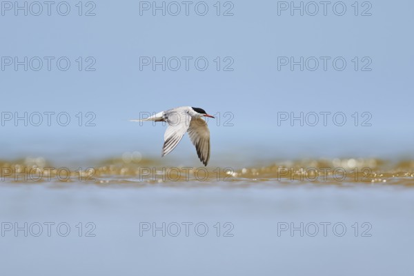 Elegant tern (Thalasseus elegans) flying in the sky above the sea, hunting, ebro delta, Catalonia,