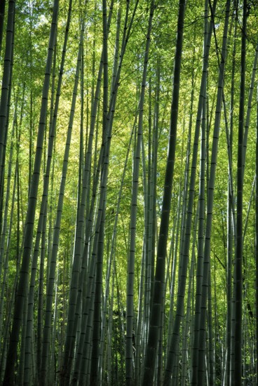 Bamboo forest, near Arashiyama, Kyoto, Japan, Asia