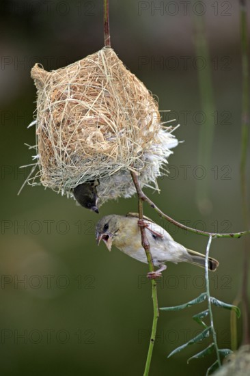 Masked Weaver (Ploceus velatus), female and young, Oudtshoorn, Klein Karoo, South Africa, nest,