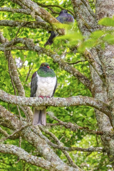 Taube (Hemiphaga novaeseelandiae), Schloss Larnach, Garten, Neuseeland