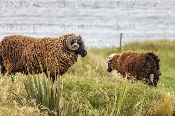 Goats (Capra), Otago Peninsula, New Zealand, Oceania