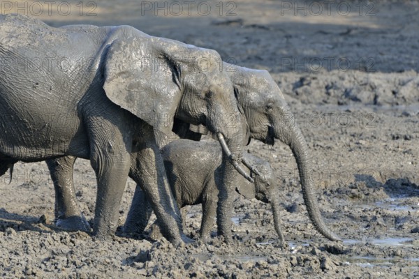mud covered African elephants (Loxodonta africana), elephant family, baby elephant, Kanga
