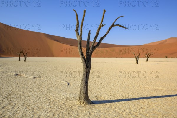 Dead camelthorn trees (Acacia erioloba) in Deadvlei, Namib Desert, Namib-Naukluft National Park,