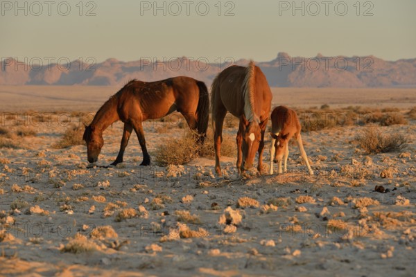 Desert Horses (Equus ferus), mare with foal, searching for food in poor soil, near waterhole Garub,