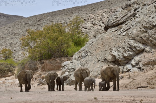 African elephants (Loxodonta africana), desert elephants standing in the dry riverbed of the Hoanib