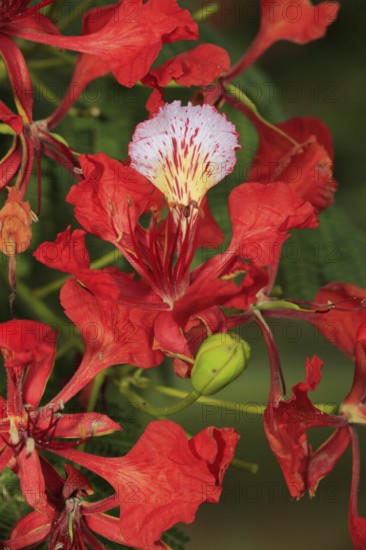 Royal poinciana (Delonix regia), Mkuze Park, South Africa (Poinciana regia), Flamboyant