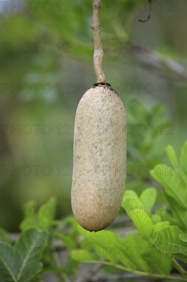 Saussage tree fruit, Mkuze Park, kigelia (Kigelia africana)