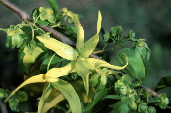 Ylang-ylang (Cananga odorata), Madagascar, Africa