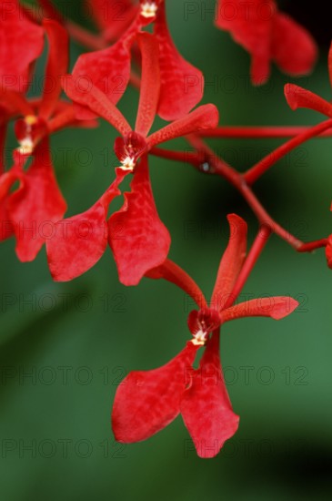 Vanda Orchid (Renanthera)