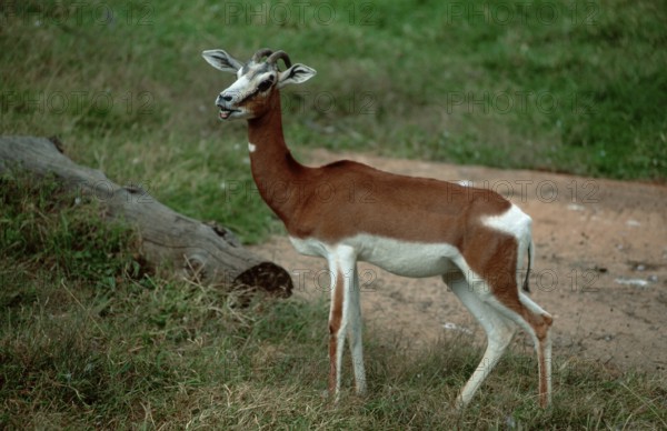 Mhorr Gazelle, male (Gazella dama mhorr), side