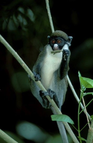 Lesser White-nosed Monkey, Lesser White-nosed Guenon (Cercopithecus petaurista)