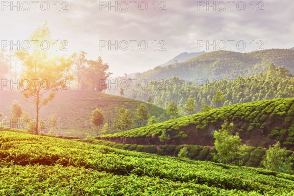 Kerala India travel background, green tea plantations in Munnar, Kerala, India in the morning on