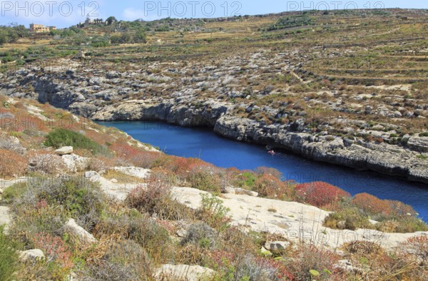 Limestone barrique vegetation Mgarr ix-Xini coastal inlet, island of Gozo, Malta, Europe