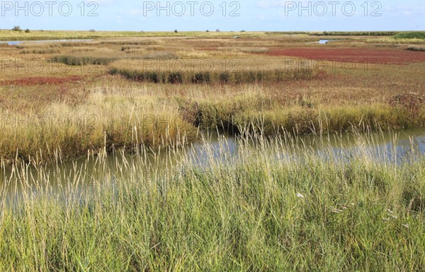 Landscape at high tide Barthorp's Creek, Hollesley Bay, near Shingle Street, Suffolk, England, UK