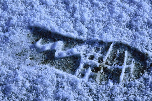 Tracks in the snow