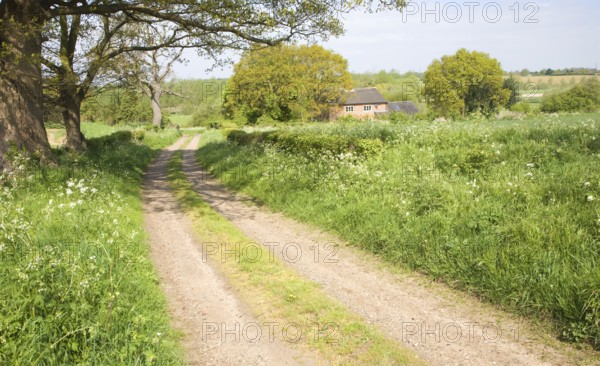 Spring seasonal landscape of quiet country lane trees and country cottage, Rendlesham, Suffolk,