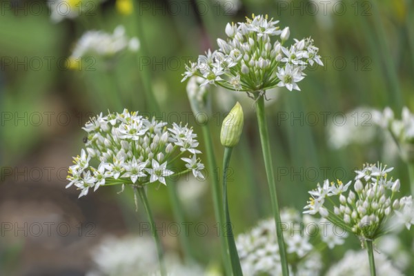 Garlic chives (Allium tuberosum), North Rhine-Westphalia, Germany, Europe