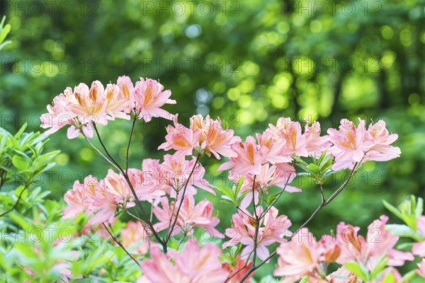 Blooming rhododendron in the botanical garden in spring