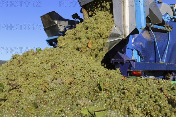 Grape grape harvest with full harvester in the district of Bad Dürkheim, Rhineland-Palatinate
