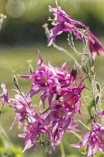 Blooming purple and blue columbine in the garden