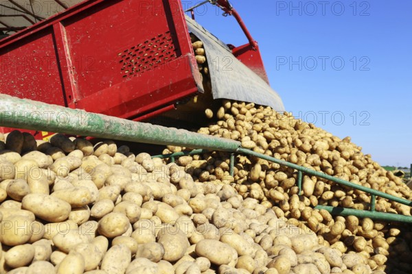 Agriculture potato harvesting