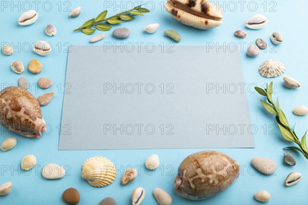 Composition with gray paper sheet, seashells, green boxwood. mockup on blue pastel background.