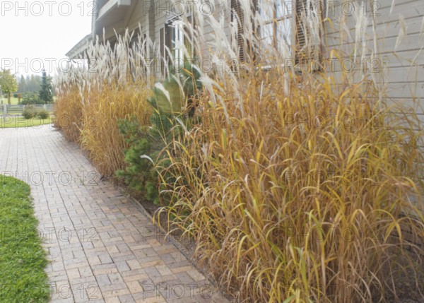 Modern restaurant with green lawn, tile path and landscape design with ornamental grasses and