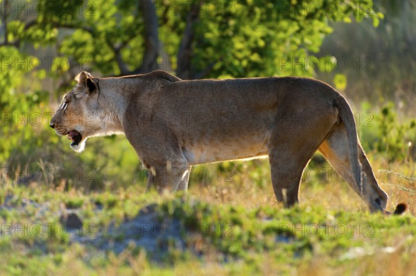 Lioness, female lion (Panthera leo) on the evening hunt, hunt, lookout, wild, free-living, safari,