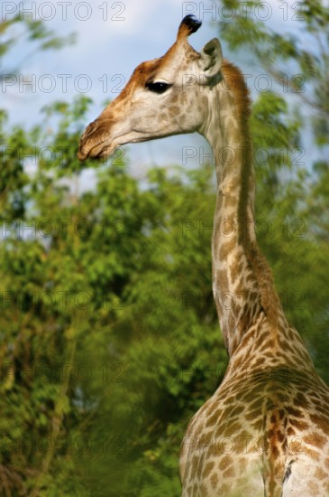 Portrait of a southern giraffe (Giraffa giraffa), free-living, wilderness, safari, travel, animal